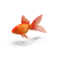 Goldfish PNG & PSD Images