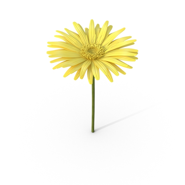 Yellow Daisy PNG & PSD Images