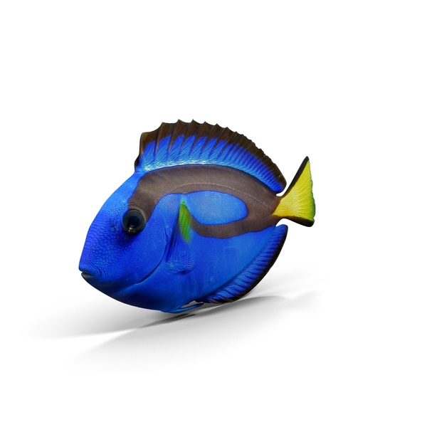 Pacific Blue Tang PNG & PSD Images