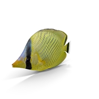 Latticed Butterflyfish PNG & PSD Images