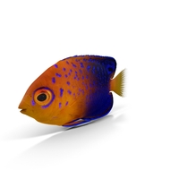 Japanese Angelfish PNG & PSD Images