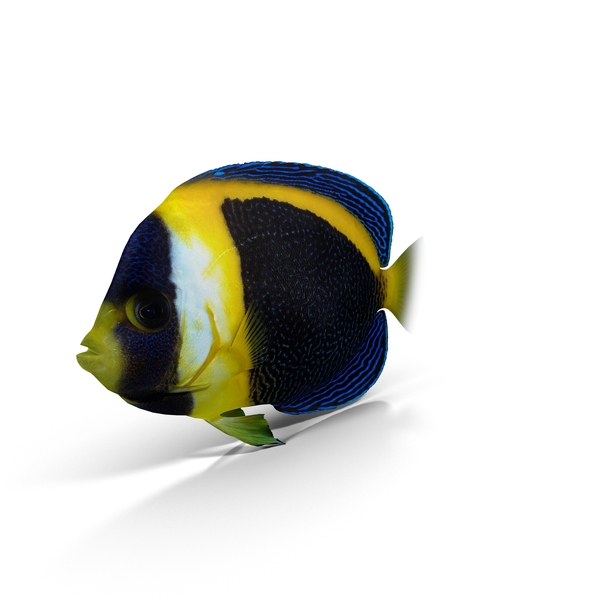 Scribbled Angelfish PNG & PSD Images