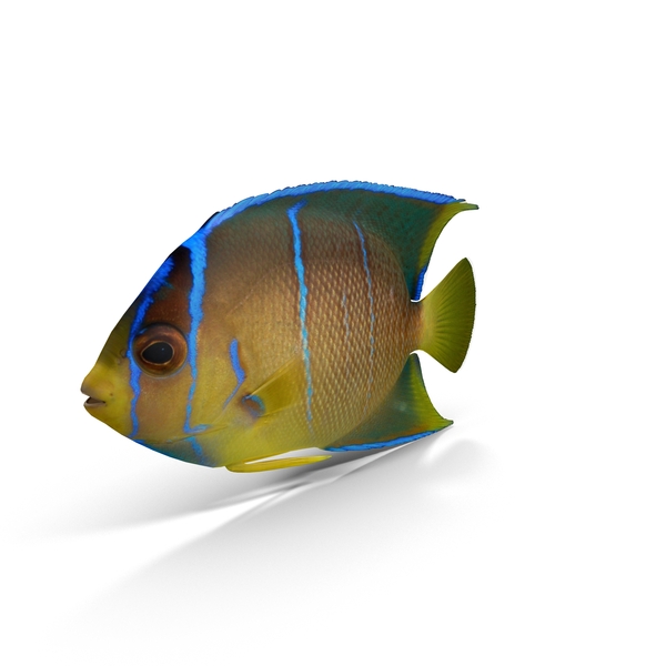 Pomacanthus Blue Angelfish PNG & PSD Images