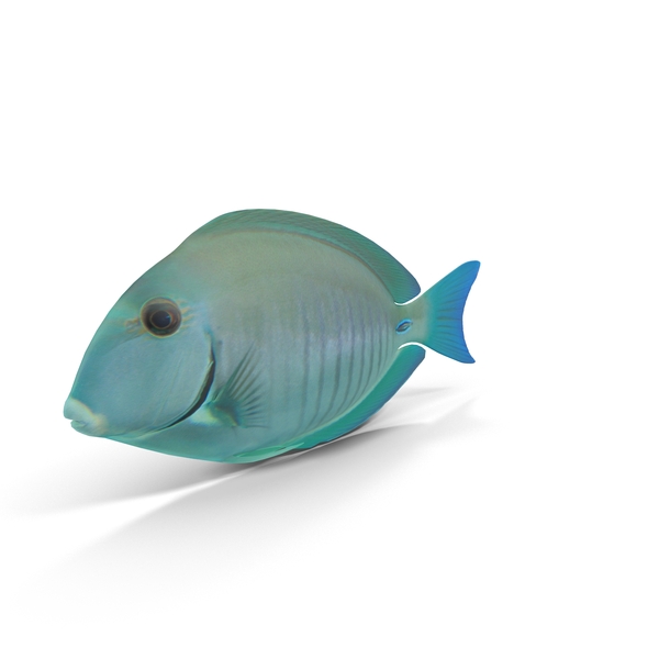 Doctorfish PNG & PSD Images