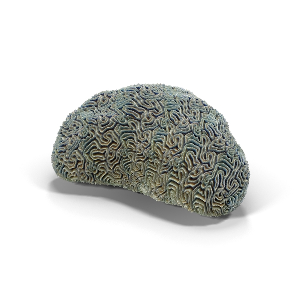 Brain Coral PNG & PSD Images