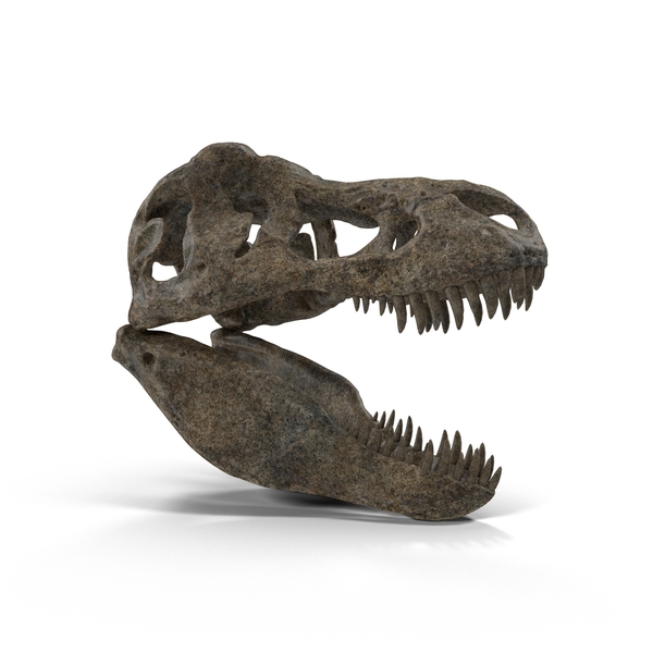 Caveira T-Rex PNG transparente - StickPNG