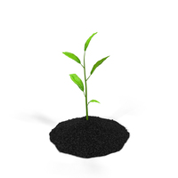 Plant Sprout PNG & PSD Images