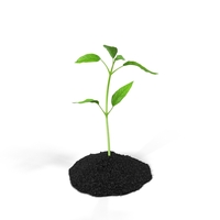 Plant Sprout PNG & PSD Images
