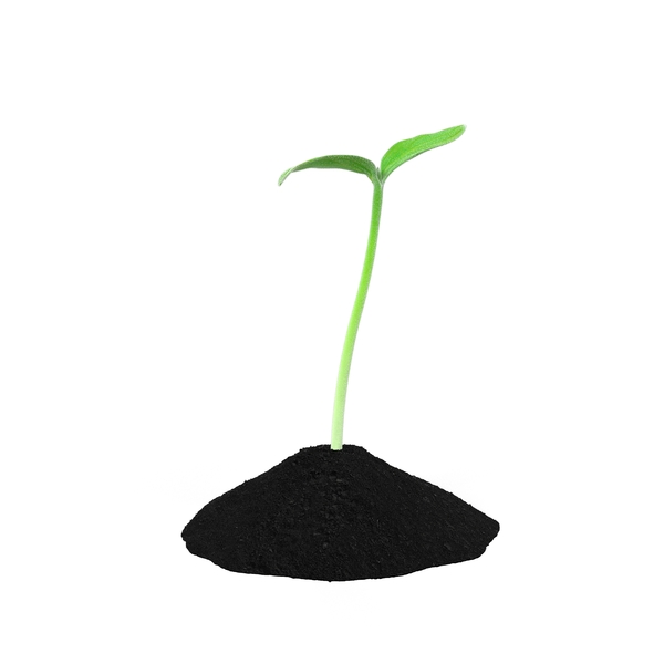 Young Plant Sprout PNG & PSD Images