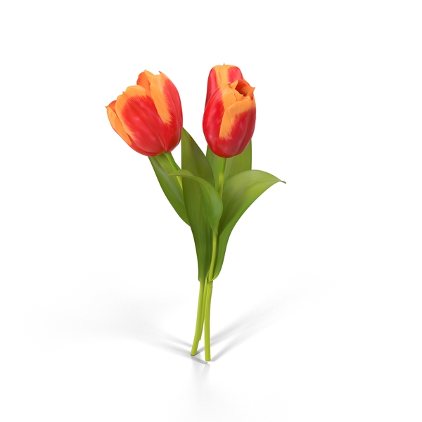 Tulip PNG & PSD Images