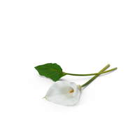 Calla Lily with Leaf PNG & PSD Images