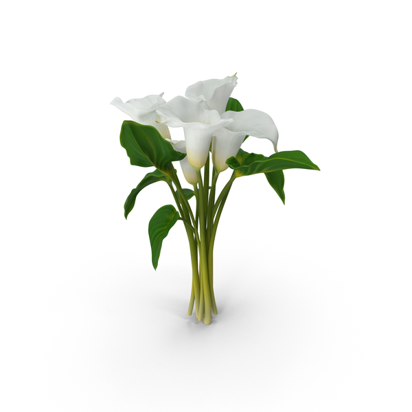 Calla Lilies PNG & PSD Images