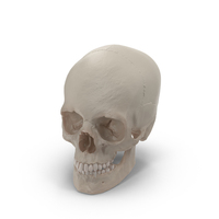 人类头骨PNG和PSD图像