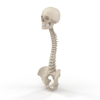 带骨盆和头骨PNG和PSD图像的脊柱