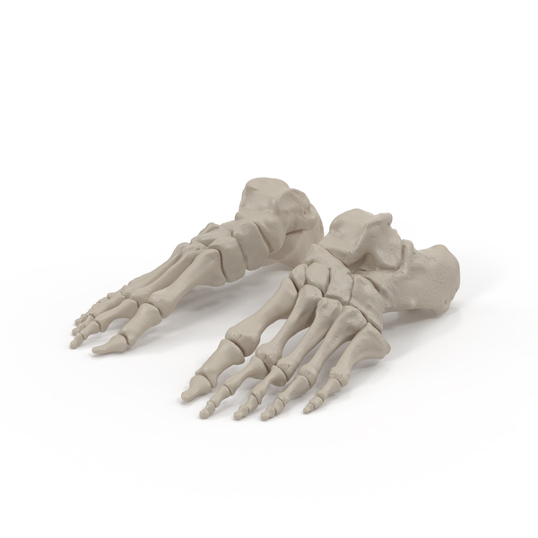 Foot Bones PNG & PSD Images