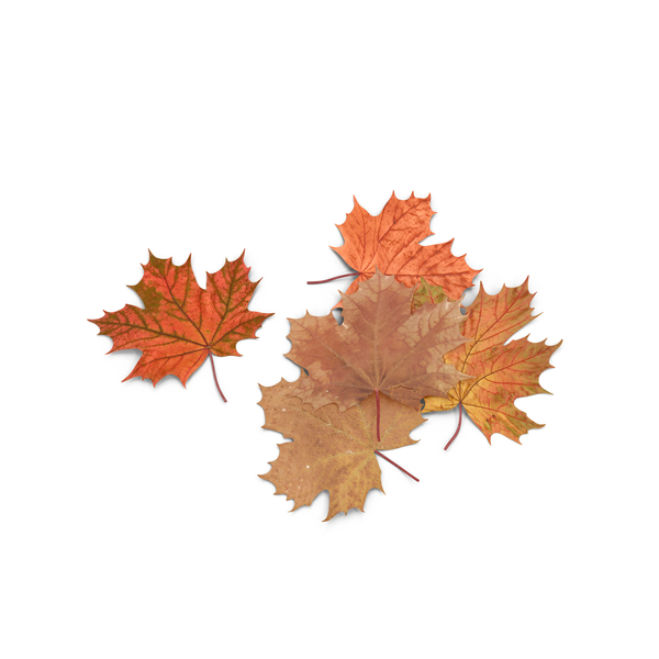 Autumn Maple Leaves Png Images Psds For Download Pixelsquid Se