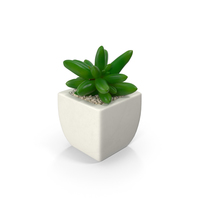 Potted Succulent Plant PNG & PSD Images