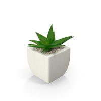 Potted Succulent Plant PNG & PSD Images