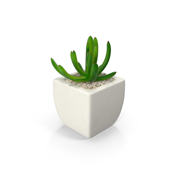 Potted Succulent Plant PNG & PSD Images
