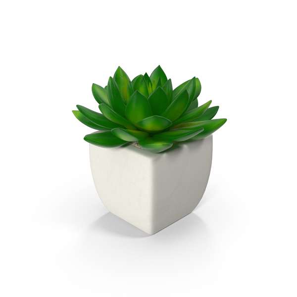 Potted Succulent Plant PNG & PSD Images