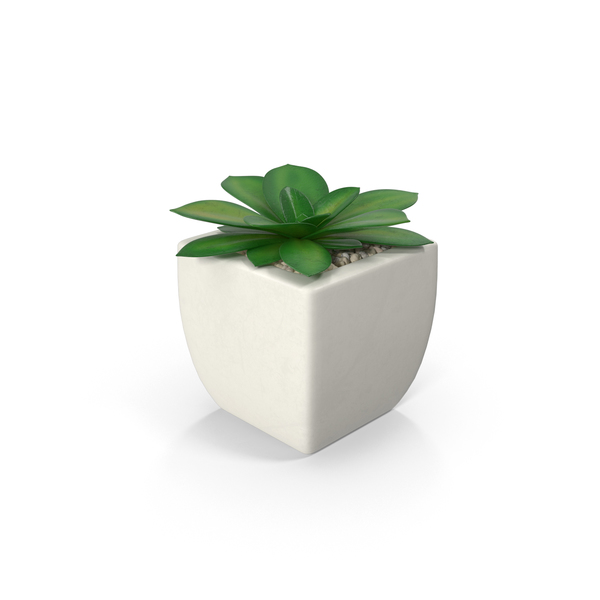 Potted Succulent Plant PNG & PSD Images