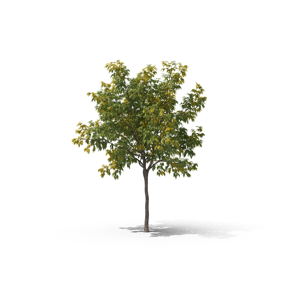 Maple Tree PNG & PSD Images
