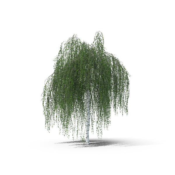 European Birch Tree PNG & PSD Images