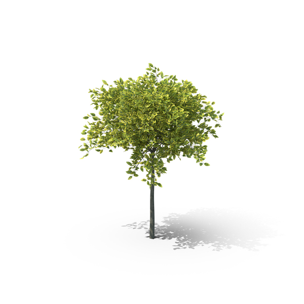WIntercreeper PNG & PSD Images