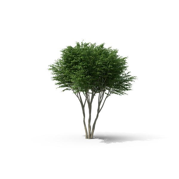 Siberian Peashrub PNG & PSD Images