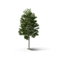 Pin Oak Tree PNG & PSD Images