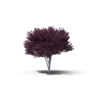 Purple-Leafed Plum PNG & PSD Images