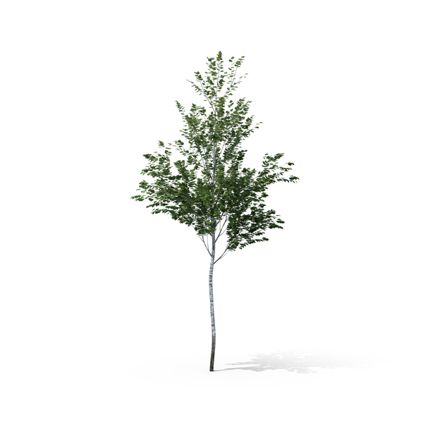 Birch Tree PNG & PSD Images