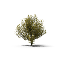 Dogwood Tree PNG & PSD Images