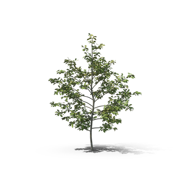 Shumard Oak PNG & PSD Images
