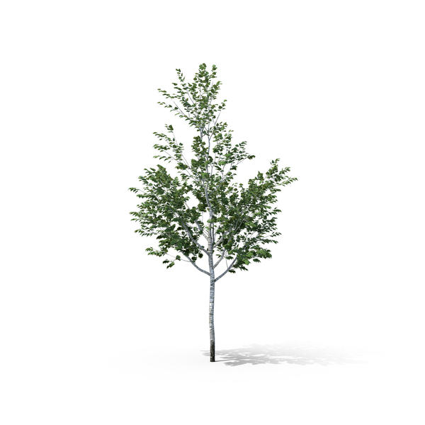 Birch Tree PNG & PSD Images