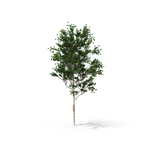 Chinese Red Birch Tree PNG & PSD Images