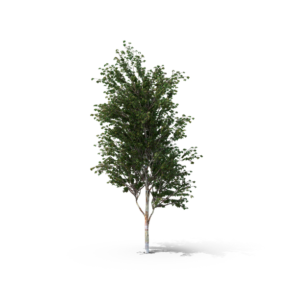 Chinese Red Birch Tree PNG & PSD Images