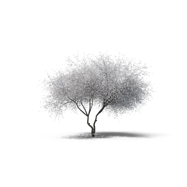 Magnolia PNG & PSD Images