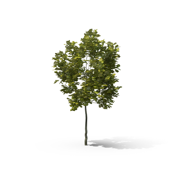 English Oak Tree PNG & PSD Images