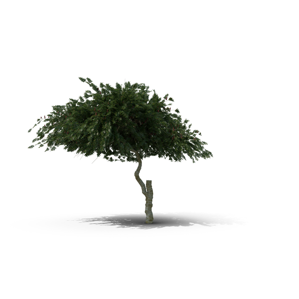 Staghorn Sumac PNG & PSD Images