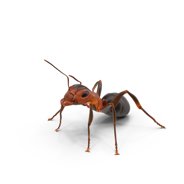 Ant PNG & PSD Images