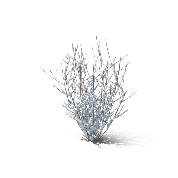 Bare Bush PNG & PSD Images