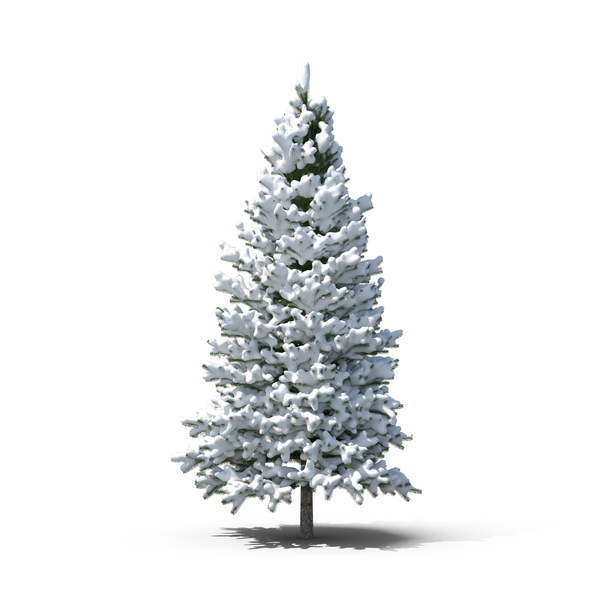 Evergreen Tree Covered in Snow PNG & PSD Images