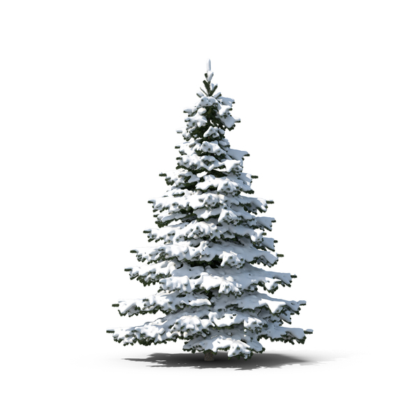 Evergreen Tree Covered in Snow PNG & PSD Images
