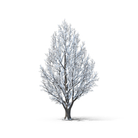 裸露的树被雪PNG和PSD图像