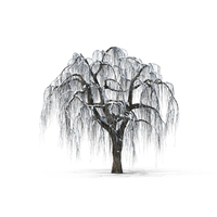 Bare Tree PNG & PSD Images
