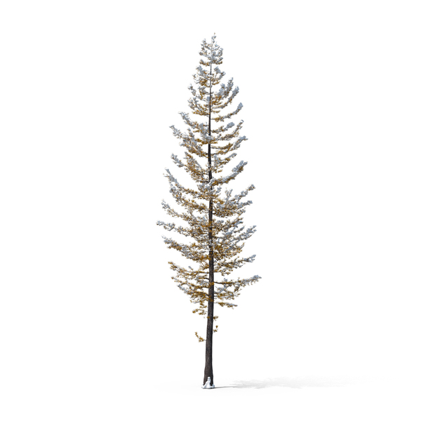 Tree Covered in Snow PNG & PSD Images