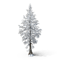 Bare Snow Tree PNG & PSD Images