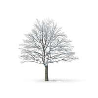 Bare Tree PNG & PSD Images