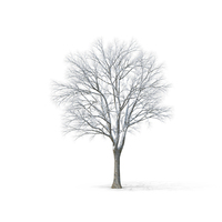 裸露的树被雪PNG和PSD图像
